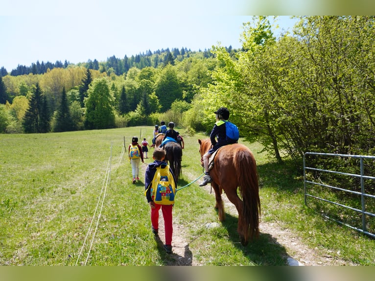 Islandpferd Stute 7 Jahre 143 cm Fuchs in Raisting