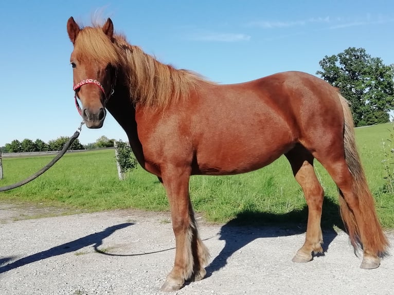Islandpferd Stute 7 Jahre 143 cm Fuchs in Uffing am Staffelsee