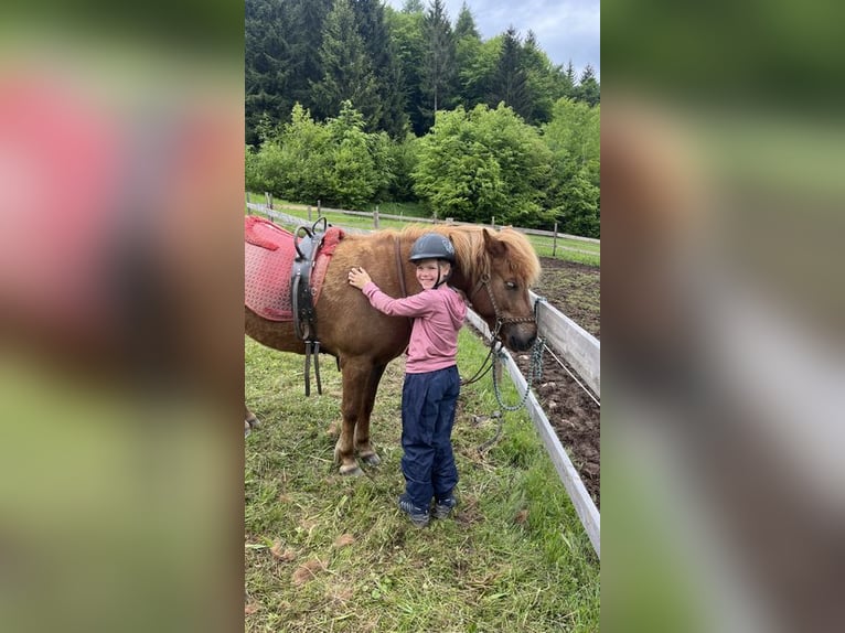 Islandpferd Stute 7 Jahre 143 cm Fuchs in Uffing am Staffelsee