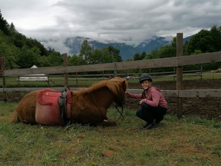 Islandpferd Stute 7 Jahre 143 cm Fuchs in Raisting