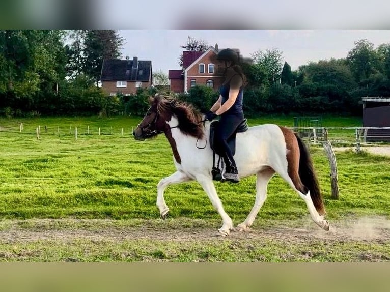 Islandpferd Stute 7 Jahre 143 cm Schecke in Hamburg