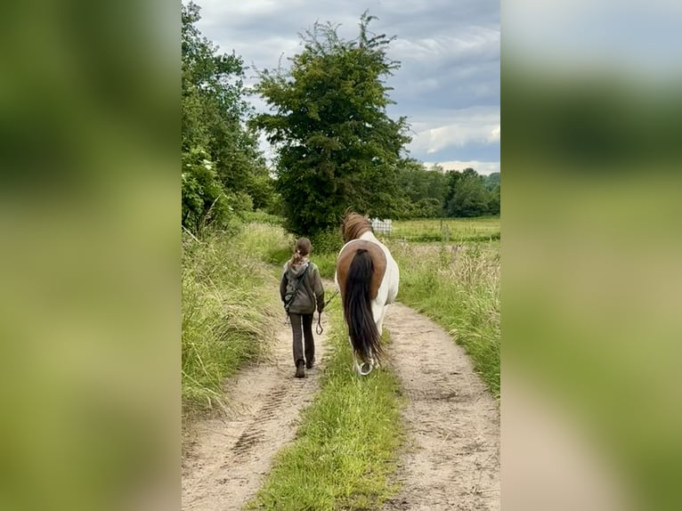 Islandpferd Stute 7 Jahre 143 cm Schecke in Hamburg