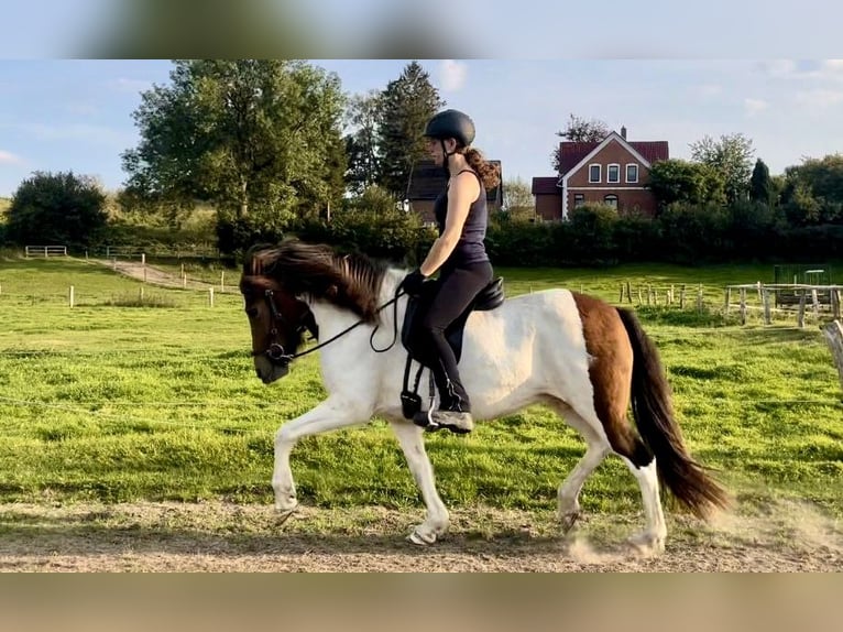 Islandpferd Stute 7 Jahre 143 cm Schecke in Hamburg