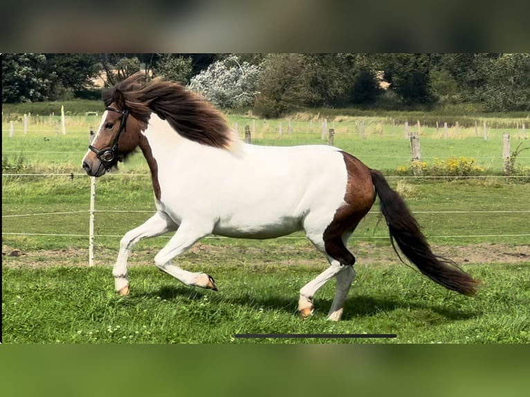Islandpferd Stute 7 Jahre 143 cm Schecke in Hamburg