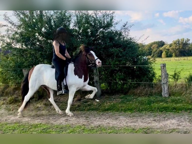 Islandpferd Stute 7 Jahre 143 cm Schecke in Hamburg