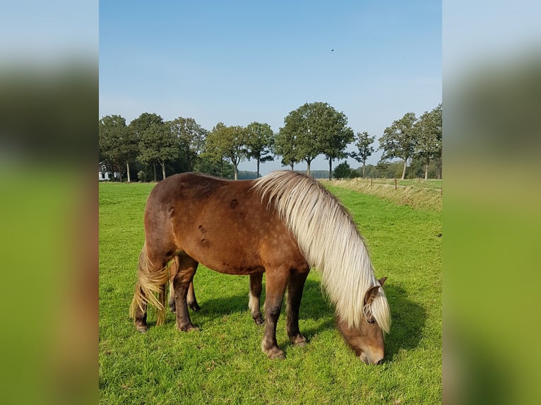 Islandpferd Stute 7 Jahre 144 cm Falbe in Oldeberkoop