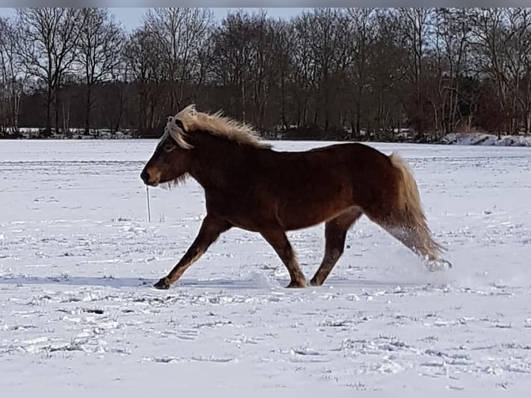 Islandpferd Stute 7 Jahre 144 cm Falbe in Oldeberkoop