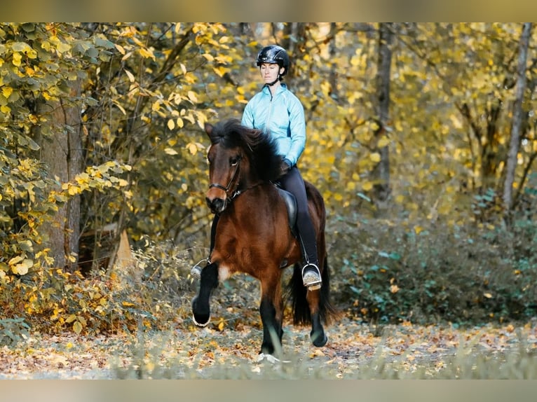 Islandpferd Stute 7 Jahre 145 cm Brauner in Taufkirchen an der Trattnach