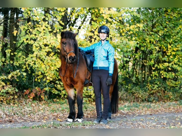 Islandpferd Stute 7 Jahre 145 cm Brauner in Taufkirchen an der Trattnach
