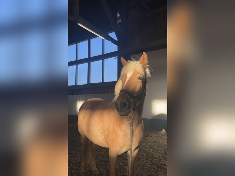 Islandpferd Mix Stute 7 Jahre 145 cm Palomino in St.Marienkirchen bei Schärding