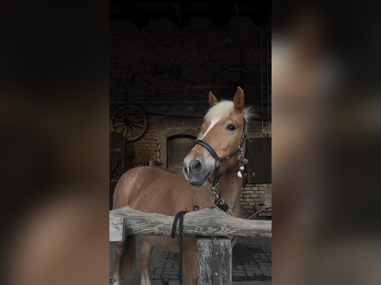 Islandpferd Mix Stute 7 Jahre 145 cm Palomino in St.Marienkirchen bei Schärding