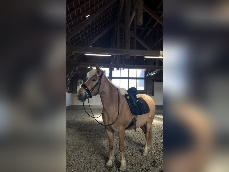 Islandpferd Mix Stute 7 Jahre 145 cm Palomino in St.Marienkirchen bei Schärding