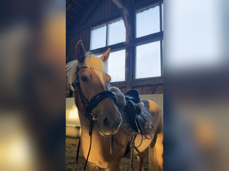 Islandpferd Mix Stute 7 Jahre 145 cm Palomino in St.Marienkirchen bei Schärding