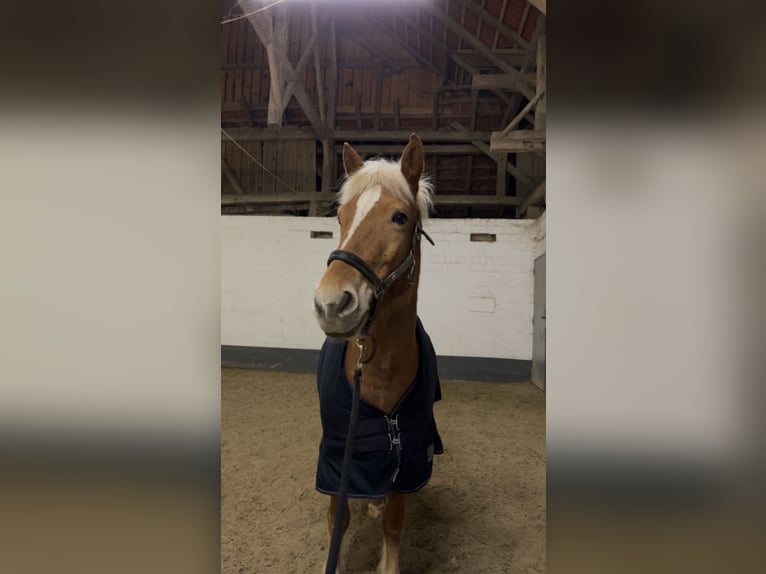 Islandpferd Mix Stute 7 Jahre 145 cm Palomino in St.Marienkirchen bei Schärding