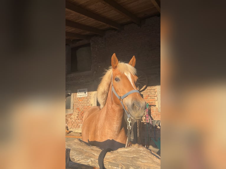 Islandpferd Mix Stute 7 Jahre 145 cm Palomino in St.Marienkirchen bei Schärding