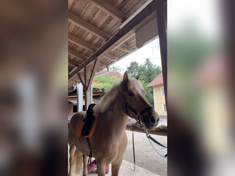 Islandpferd Mix Stute 7 Jahre 145 cm Palomino in St.Marienkirchen bei Schärding