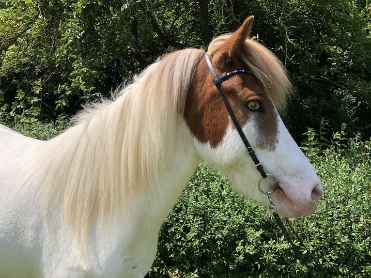 Islandpferd Stute 7 Jahre 147 cm Schecke in Hohenfelde