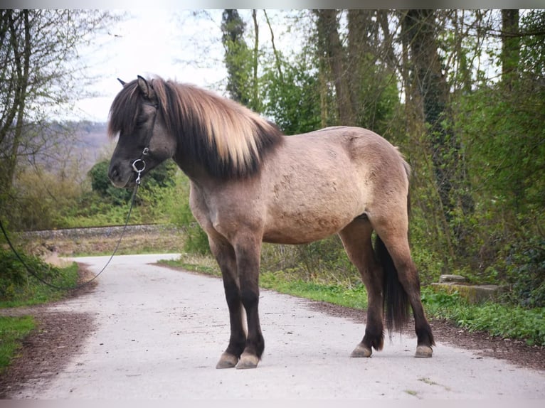 Islandpferd Stute 7 Jahre 153 cm Falbe in Karlsruhe