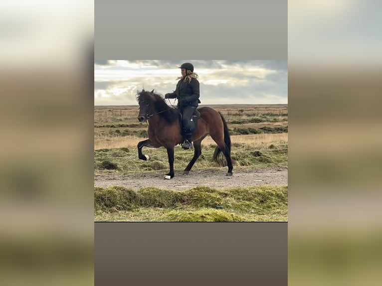 Islandpferd Stute 7 Jahre Brauner in Sandhóll