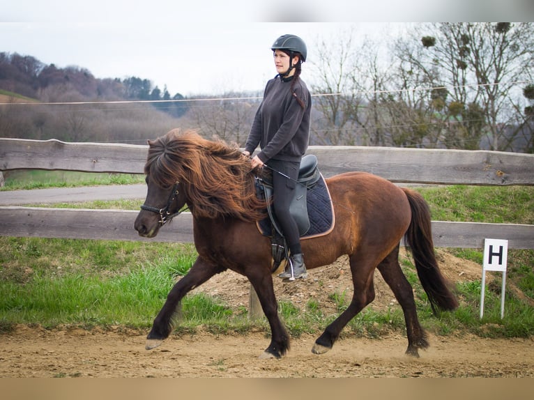 Islandpferd Stute 7 Jahre in Feldbach