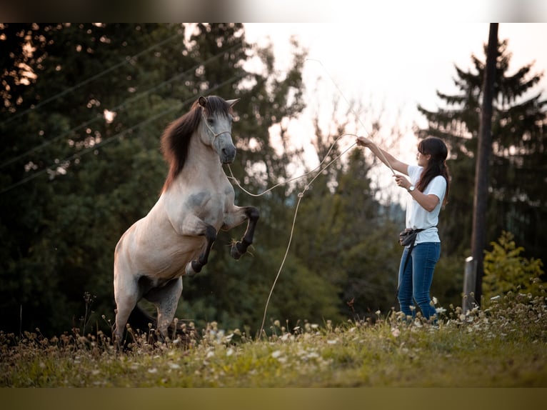 Islandpferd Stute 7 Jahre in Feldbach