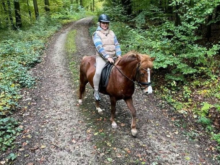 Islandpferd Stute 7 Jahre in H&#xFC;nfeld