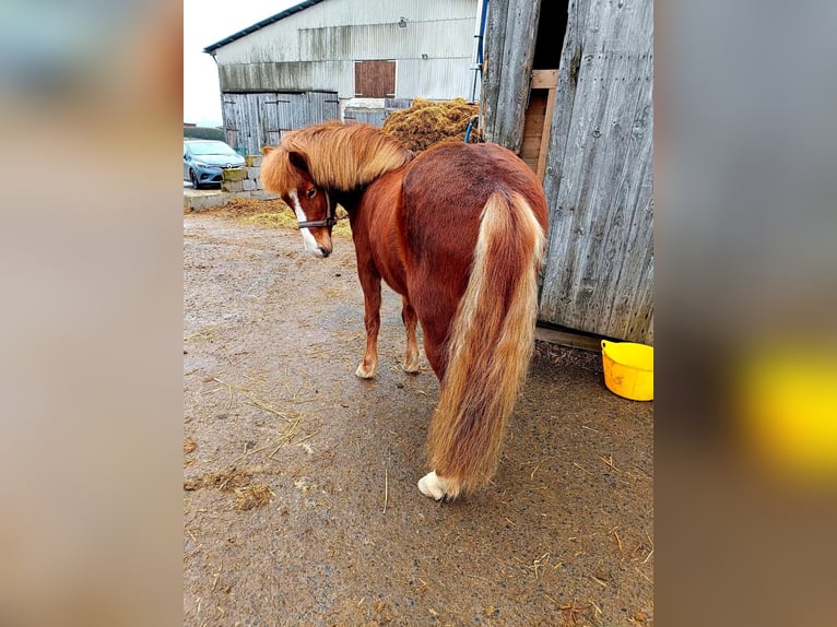 Islandpferd Stute 7 Jahre in H&#xFC;nfeld