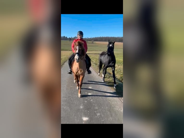 Islandpferd Stute 7 Jahre in H&#xFC;nfeld