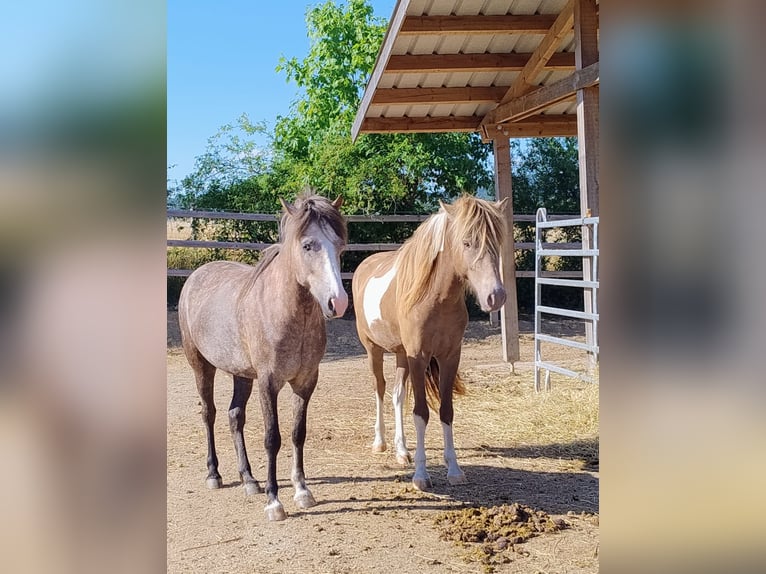 Islandpferd Stute 7 Jahre  in Seesbach
