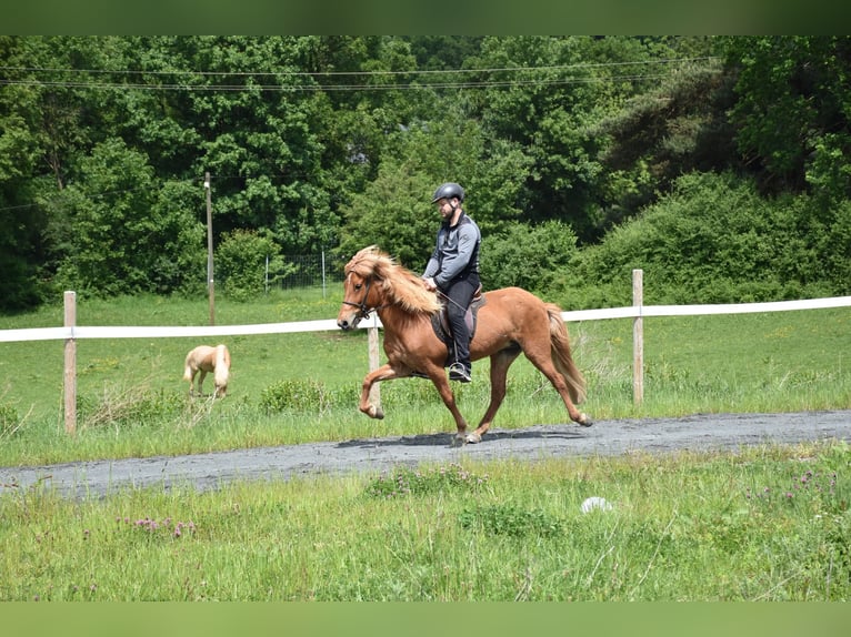 Islandpferd Stute 7 Jahre in Elsoff (Westerwald)
