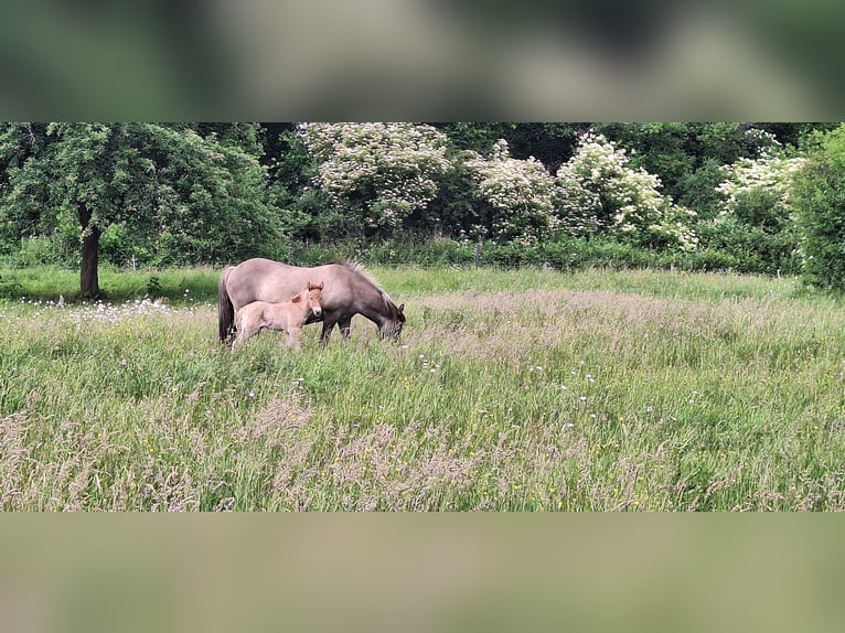 Islandpferd Stute 7 Jahre in Elsoff (Westerwald)