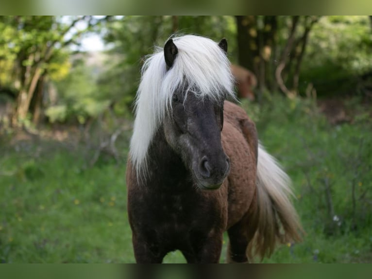 Islandpferd Stute 7 Jahre in Elsoff (Westerwald)