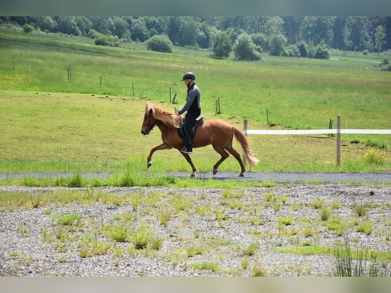 Islandpferd Stute 7 Jahre in Elsoff (Westerwald)