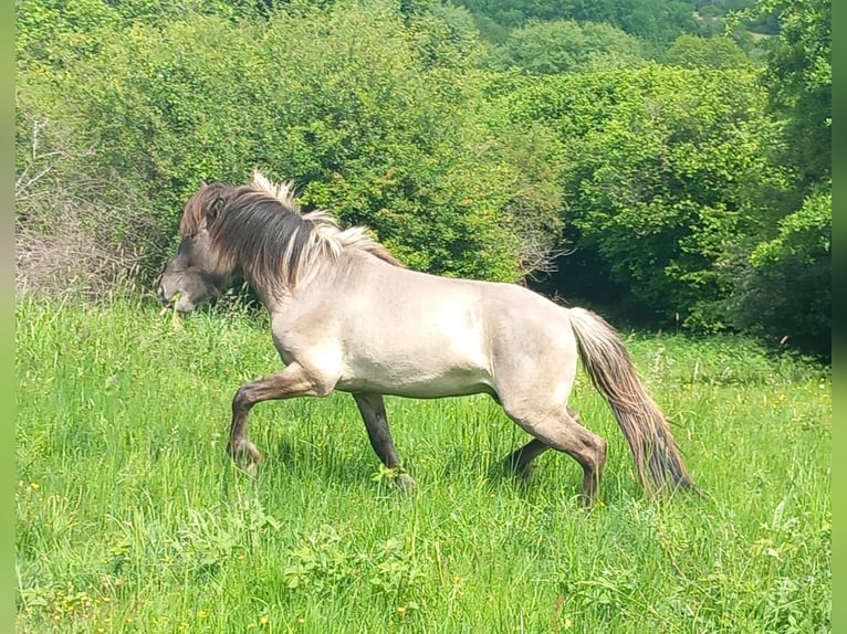 Islandpferd Stute 7 Jahre in Elsoff (Westerwald)