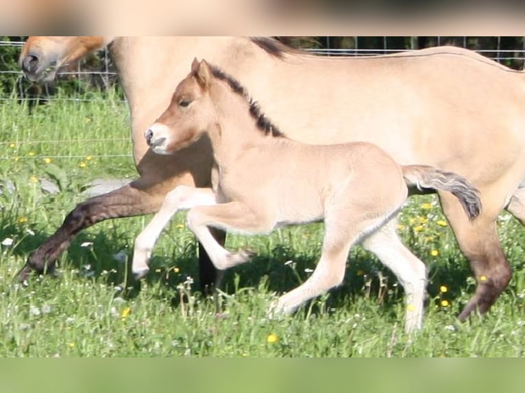 Islandpferd Stute 7 Jahre in Elsoff (Westerwald)