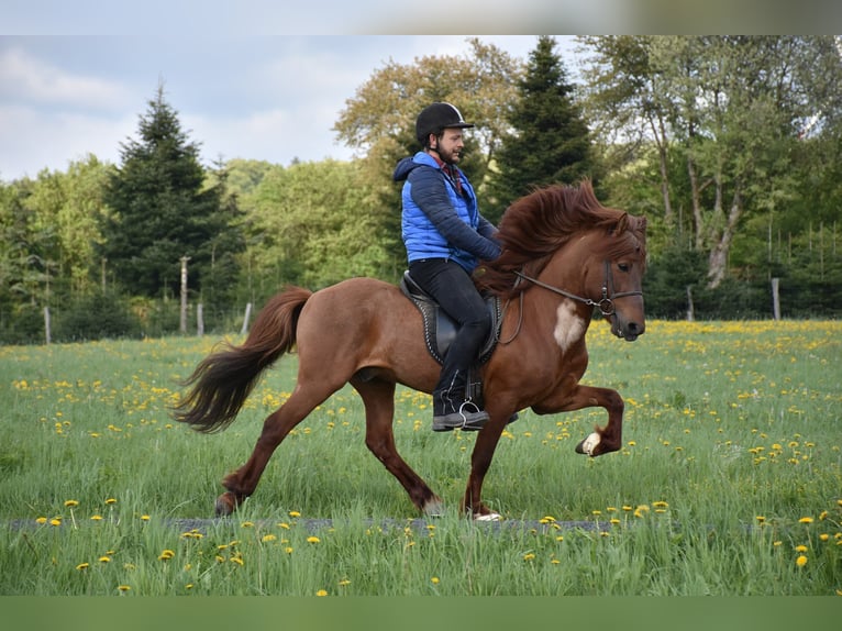 Islandpferd Stute 7 Jahre in Elsoff (Westerwald)