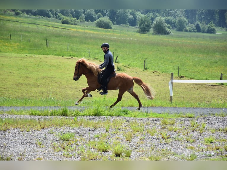 Islandpferd Stute 7 Jahre in Elsoff (Westerwald)