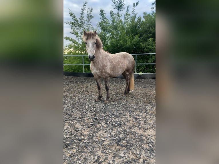 Islandpferd Stute 7 Jahre in Elsoff (Westerwald)