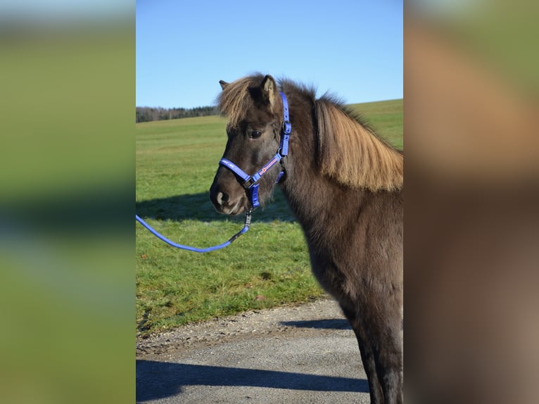 Islandpferd Stute 7 Jahre Rappe in Straßwalchen
