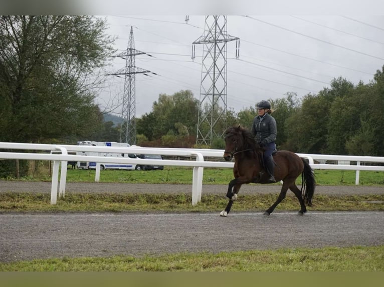 Islandpferd Stute 8 Jahre 132 cm Brauner in Emmendingen
