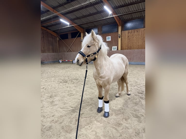 Islandpferd Stute 8 Jahre 135 cm Palomino in Dahn