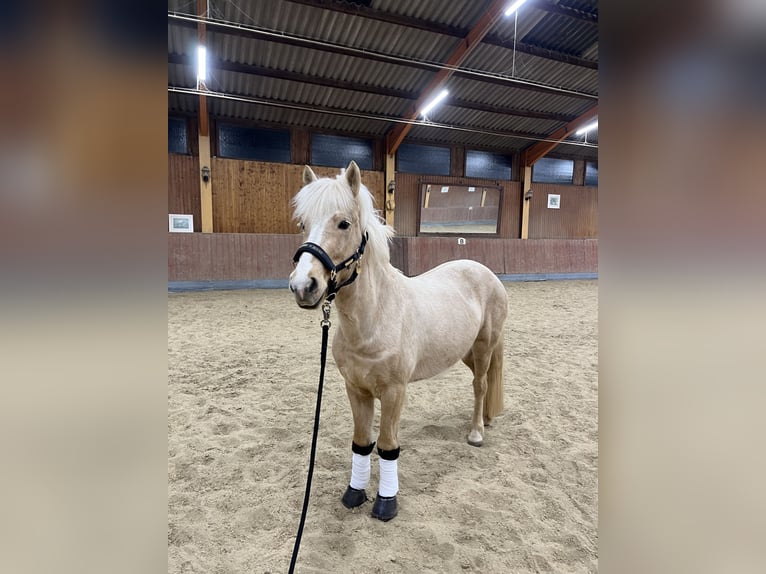 Islandpferd Stute 8 Jahre 135 cm Palomino in Dahn