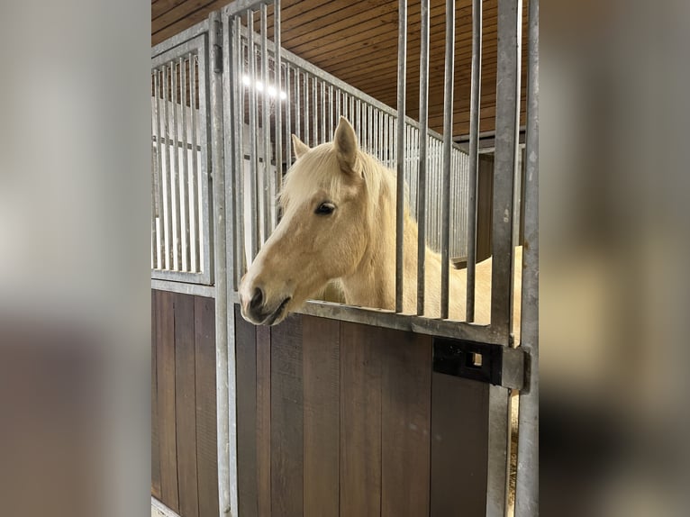 Islandpferd Stute 8 Jahre 135 cm Palomino in Dahn