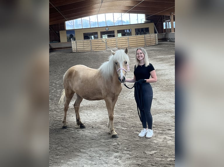 Islandpferd Stute 8 Jahre 135 cm Palomino in Dahn