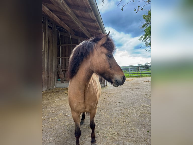 Islandpferd Stute 8 Jahre 136 cm Falbe in Oberstenfeld