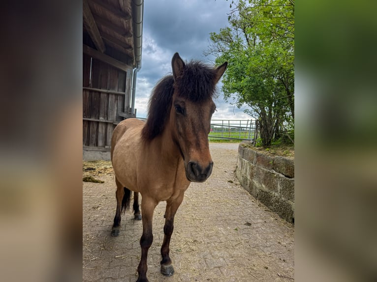 Islandpferd Stute 8 Jahre 136 cm Falbe in Oberstenfeld