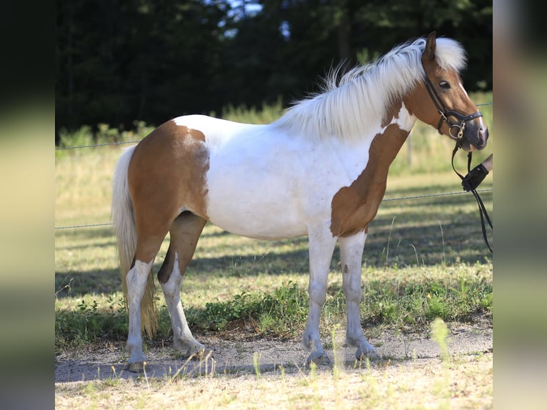 Islandpferd Stute 8 Jahre 136 cm Schecke in Regenstauf