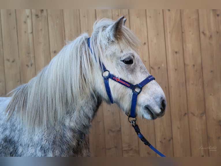 Islandpferd Stute 8 Jahre 136 cm Schimmel in Straßwalchen
