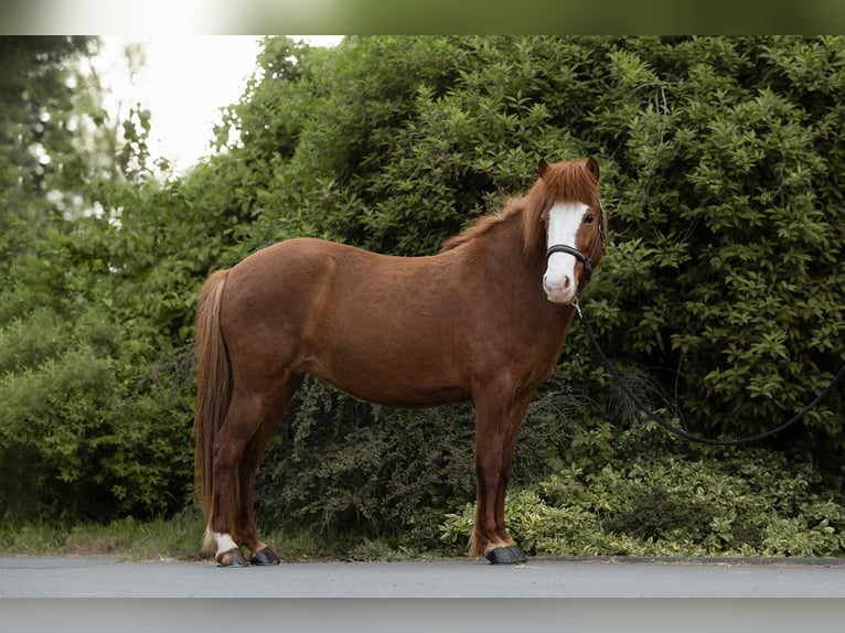 Islandpferd Stute 8 Jahre 137 cm Dunkelfuchs in Rosenberg