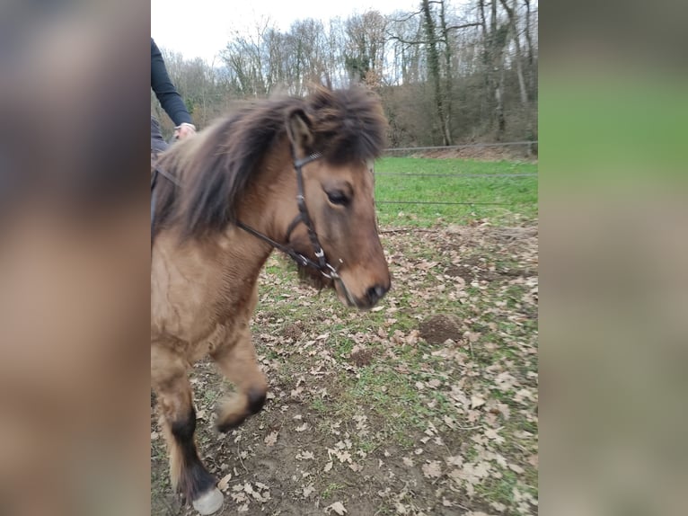 Islandpferd Stute 8 Jahre 137 cm Falbe in sciez